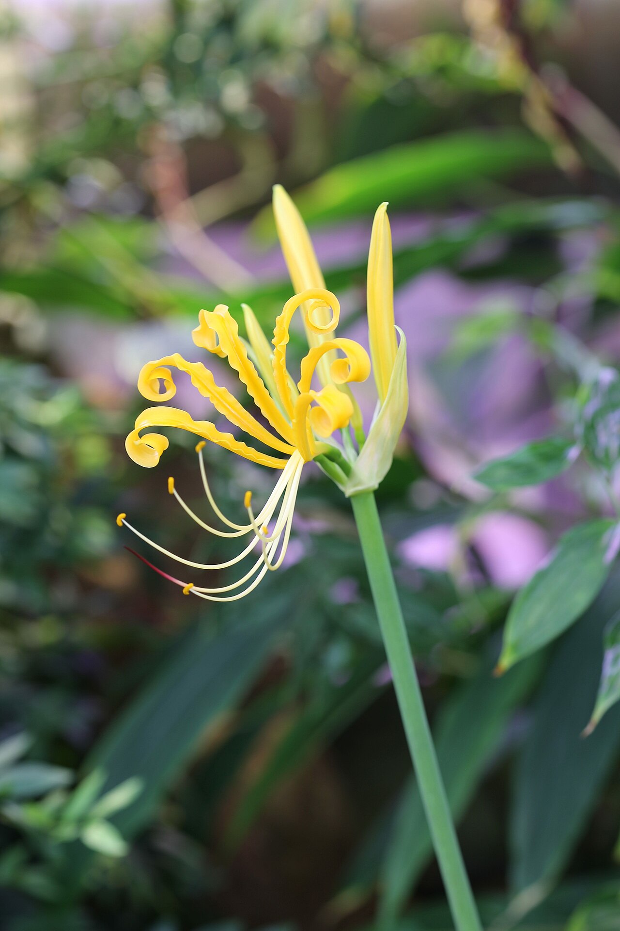Lycoris aurea, Golden spider lily — clumping deciduous (Amaryllidaceae) (image 7 of 10)