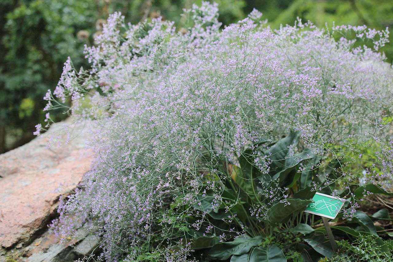 Limonium platyphyllum (Broad-leaved Sea Lavender)