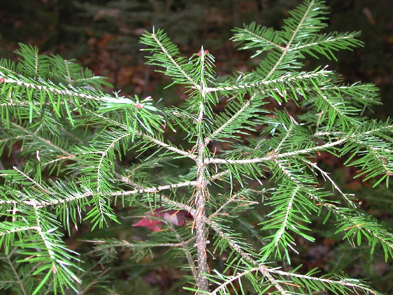Abies balsamea (Balsam Fir) (alternate view 9)