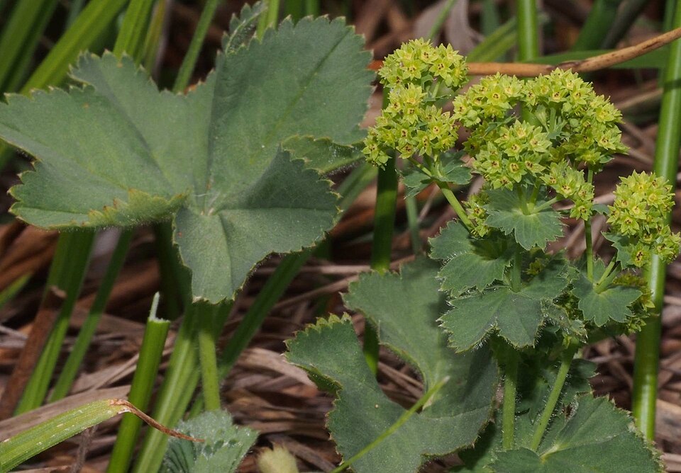 Alchemilla (Lady's-mantles) (alternate view 7)