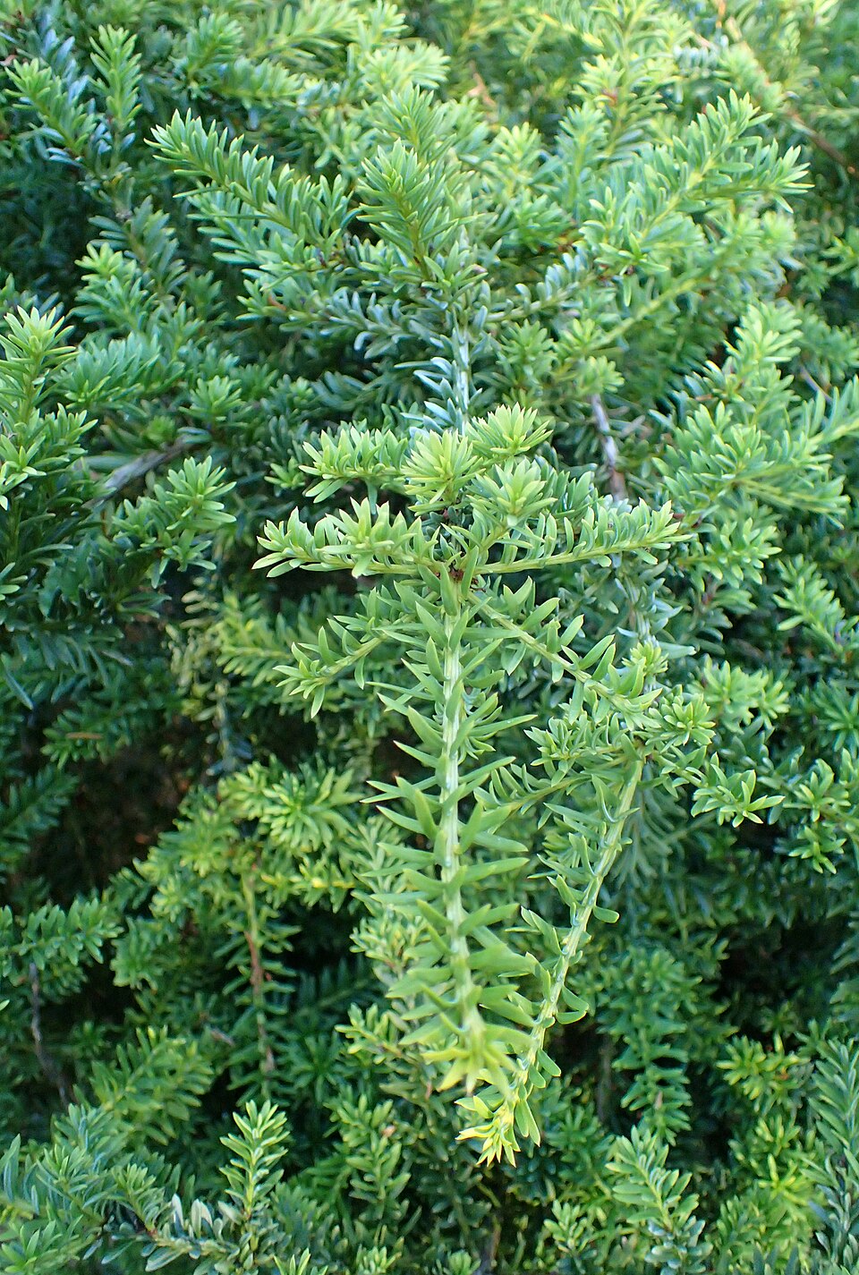 Podocarpus nivalis (Snow Totara) (alternate view 10)