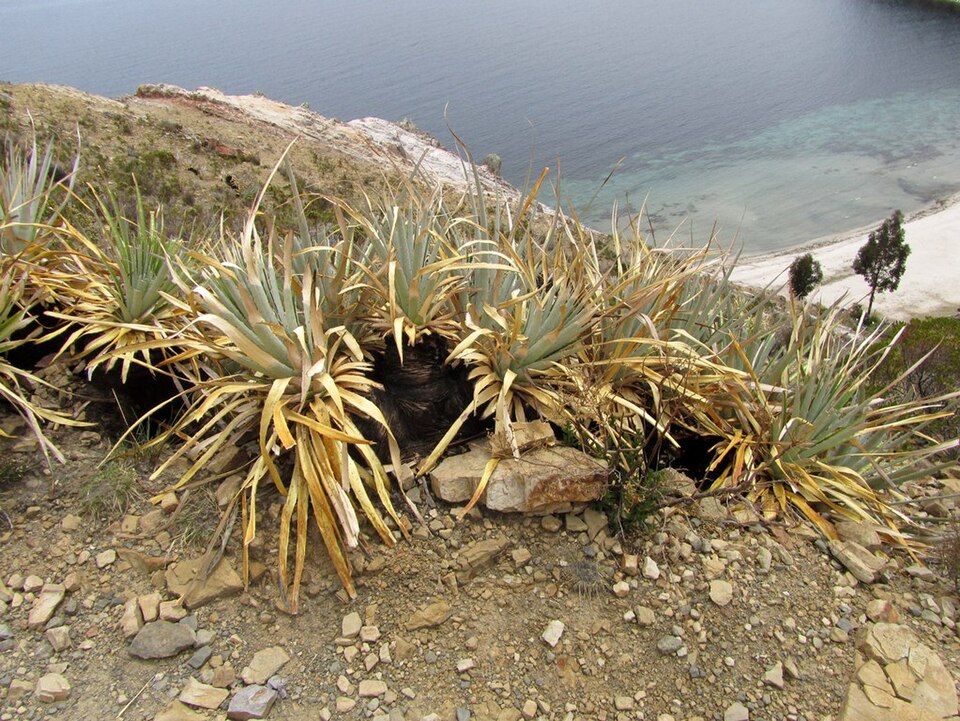 Puya (alternate view 2)