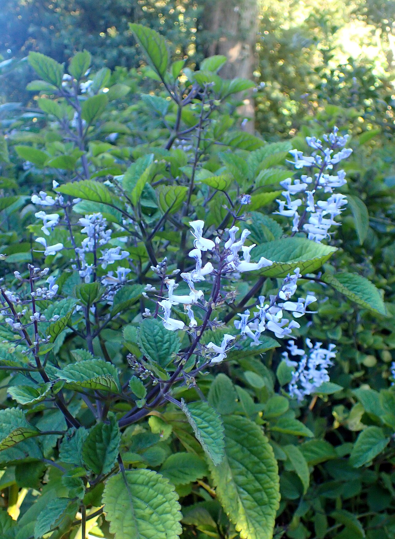 Plectranthus ciliatus, Spurflower — spreading evergreen (Lamiaceae) (image 3 of 10)