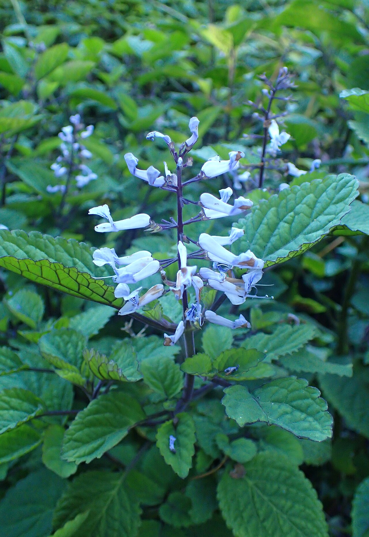 Plectranthus ciliatus, Spurflower — spreading evergreen (Lamiaceae) (image 4 of 10)
