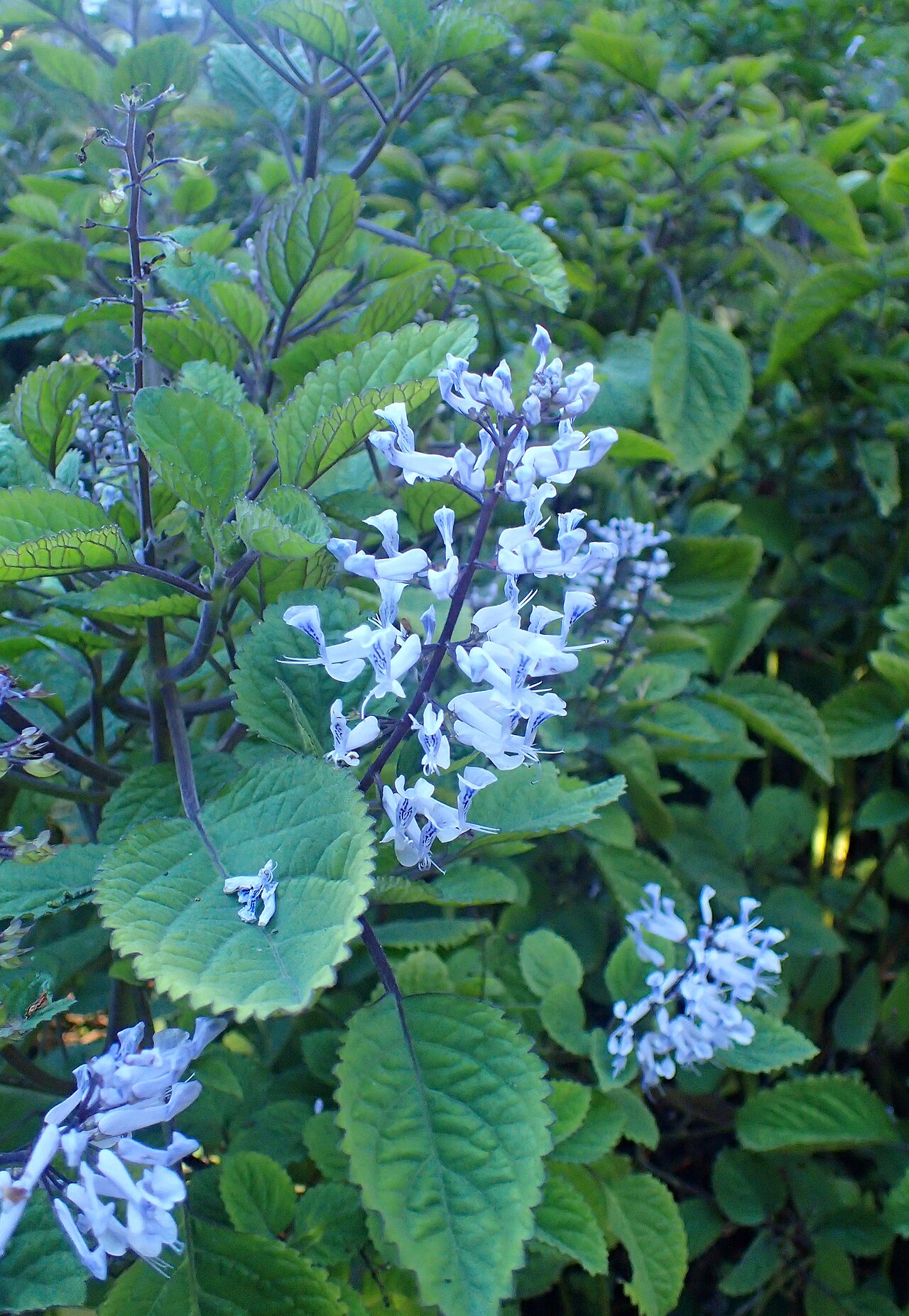 Plectranthus ciliatus, Spurflower — spreading evergreen (Lamiaceae) (image 5 of 10)