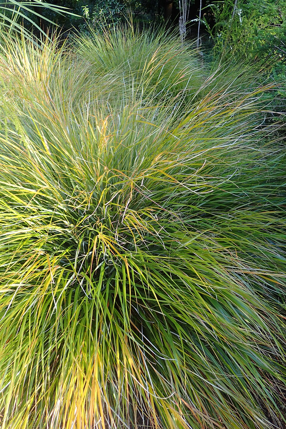 Anemanthele lessoniana (New Zealand Wind Grass) (alternate view 6)