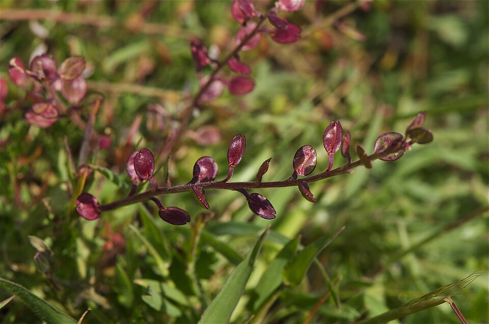 Lepidium nitidum (Shining Pepperweed) (alternate view 7)
