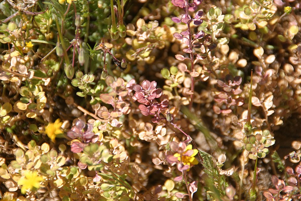 Lepidium nitidum (Shining Pepperweed) (alternate view 8)