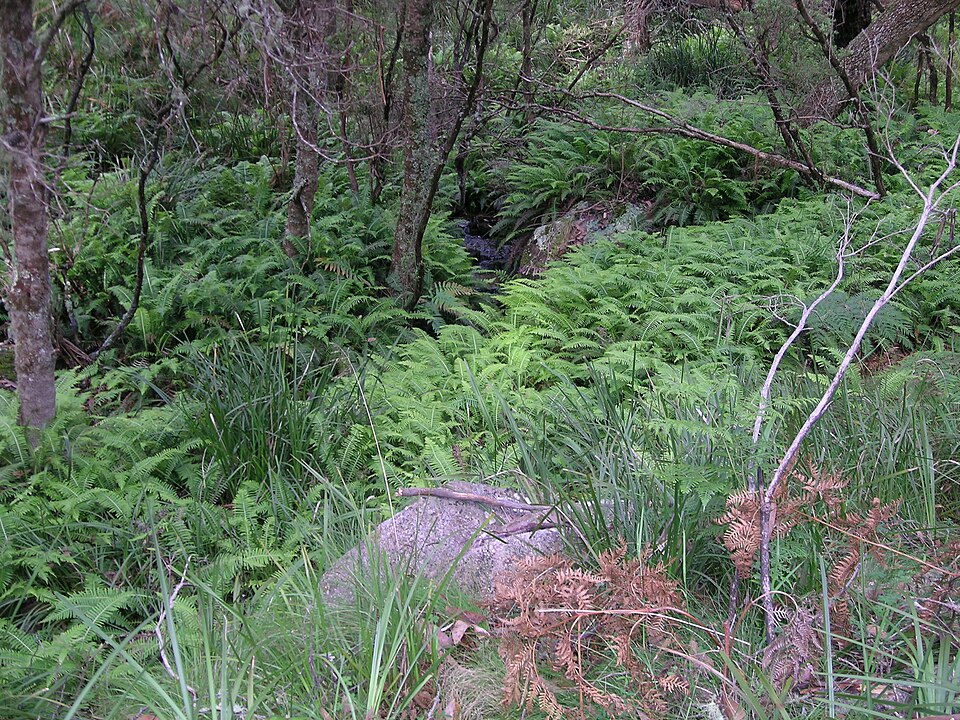Gleichenia dicarpa (Pouched Coral Fern) (alternate view 6)