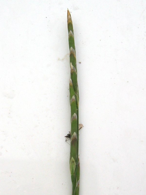Glyceria fluitans (water manna grass)