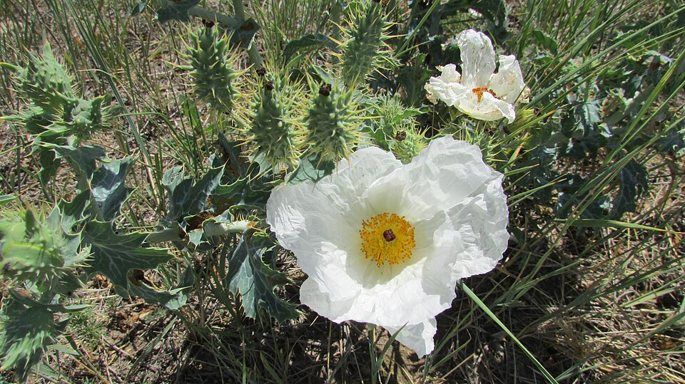 Argemone polyanthemos (thistle poppy) (alternate view 10)