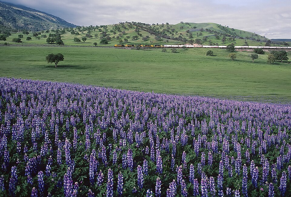 Lupinus (lupines) (alternate view 3)