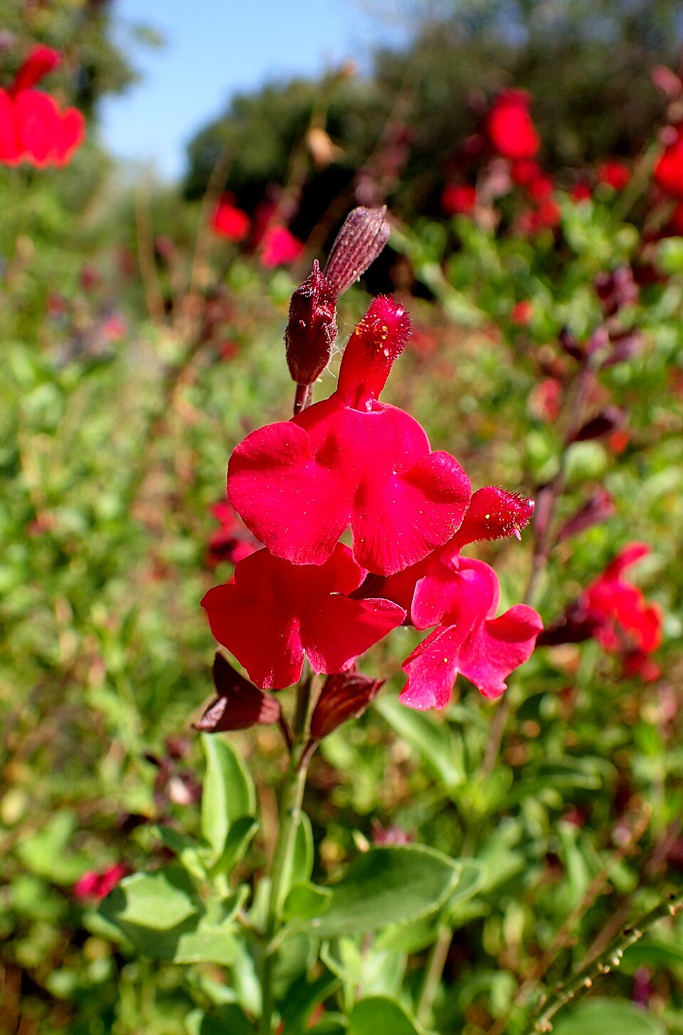 Salvia greggii (Autumn sage) (alternate view 15)