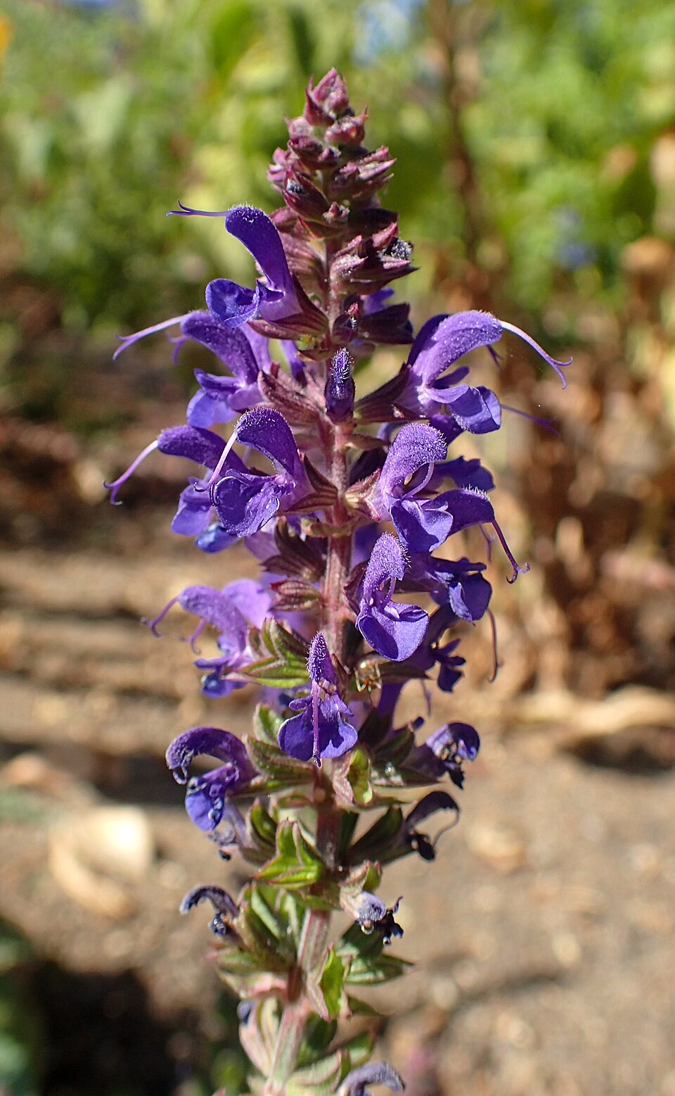 Salvia nemorosa 'May Night' (May Night woodland sage)