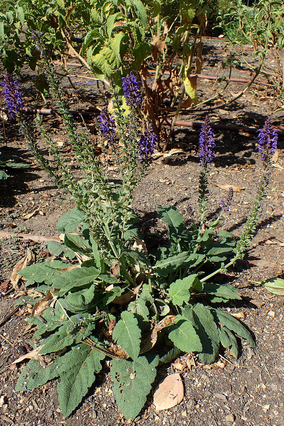 Salvia nemorosa 'May Night' (May Night woodland sage) (alternate view 2)