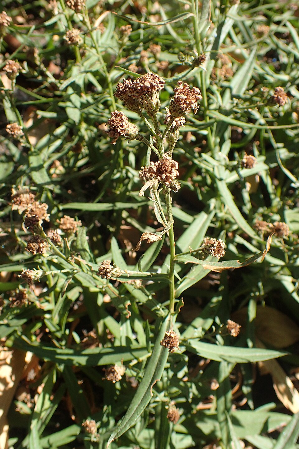 Symphyotrichum chilense (Pacific Aster) (alternate view 9)