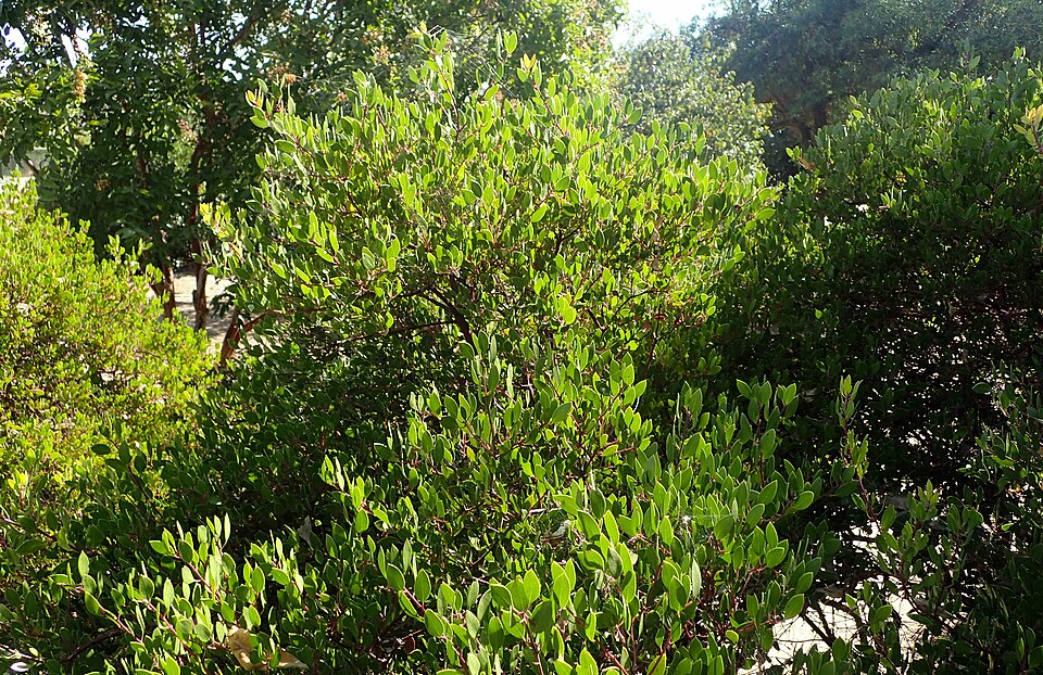 Arctostaphylos densiflora (Sentinel Manzanita) (alternate view 3)