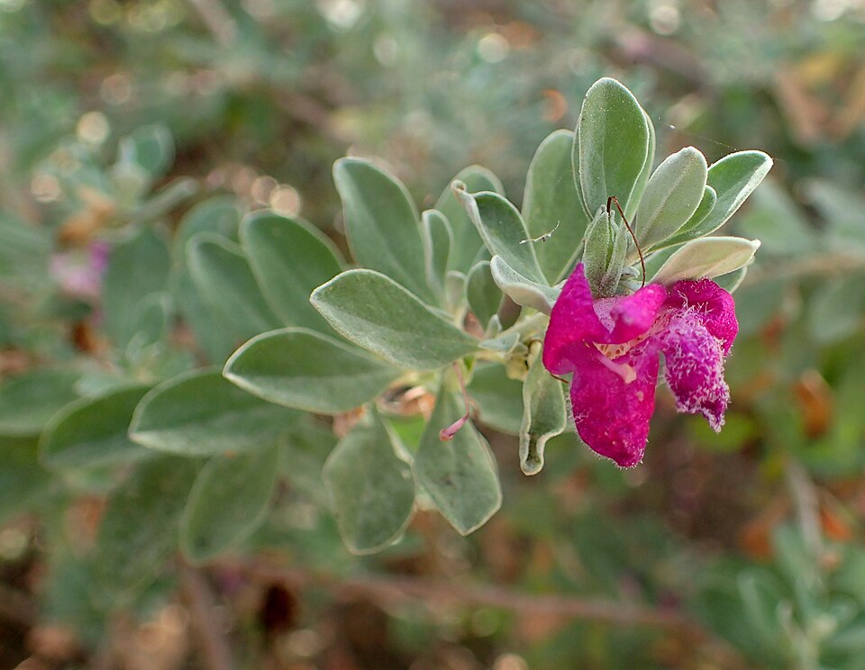 Leucophyllum frutescens 'Green Cloud' (Green Cloud Texas Sage) (alternate view 2)