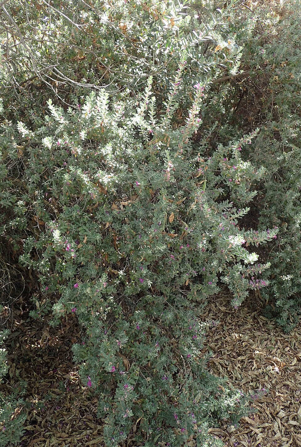 Leucophyllum frutescens 'Green Cloud' (Green Cloud Texas Sage) (alternate view 3)