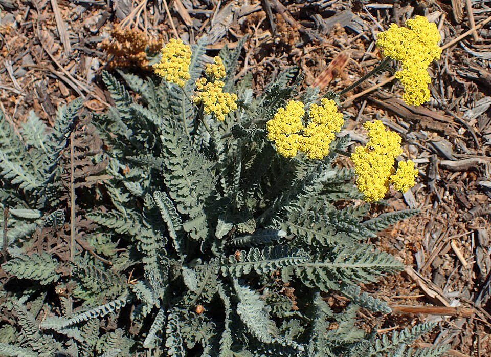 Achillea × 'Moonshine' (Moonshine Yarrow) (alternate view 4)