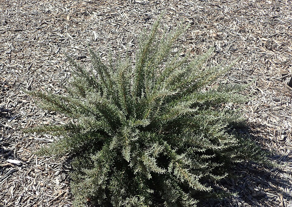 Rosmarinus officinalis 'Tuscan Blue' (Tuscan Blue Rosemary)