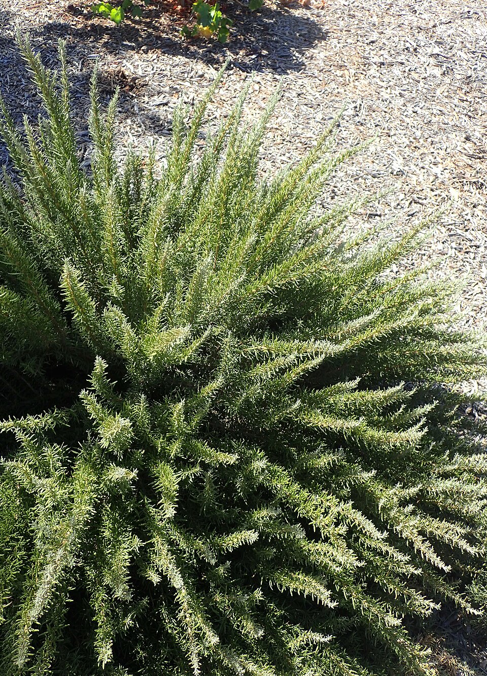 Rosmarinus officinalis 'Tuscan Blue' (Tuscan Blue Rosemary) (alternate view 2)