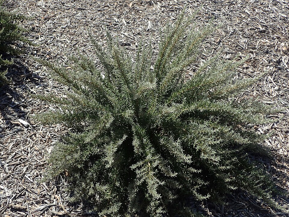 Rosmarinus officinalis 'Tuscan Blue' (Tuscan Blue Rosemary) (alternate view 3)