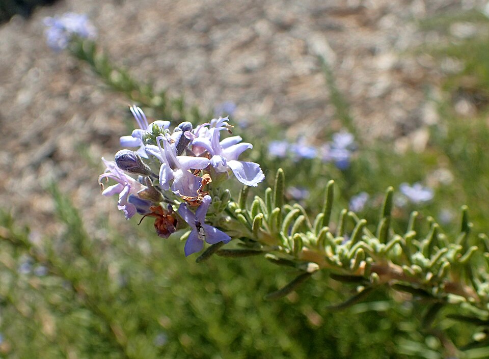 Rosmarinus officinalis 'Tuscan Blue' (Tuscan Blue Rosemary) (alternate view 4)