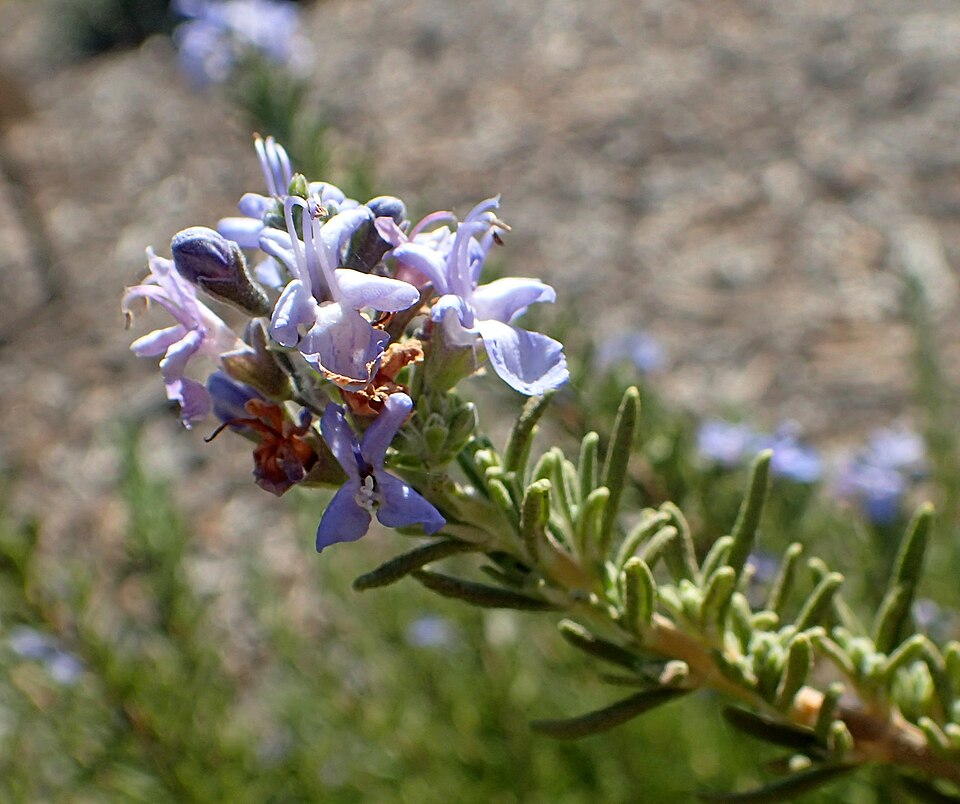 Rosmarinus officinalis 'Tuscan Blue' (Tuscan Blue Rosemary) (alternate view 5)