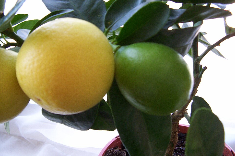 Citrus × floridana (Limequat)