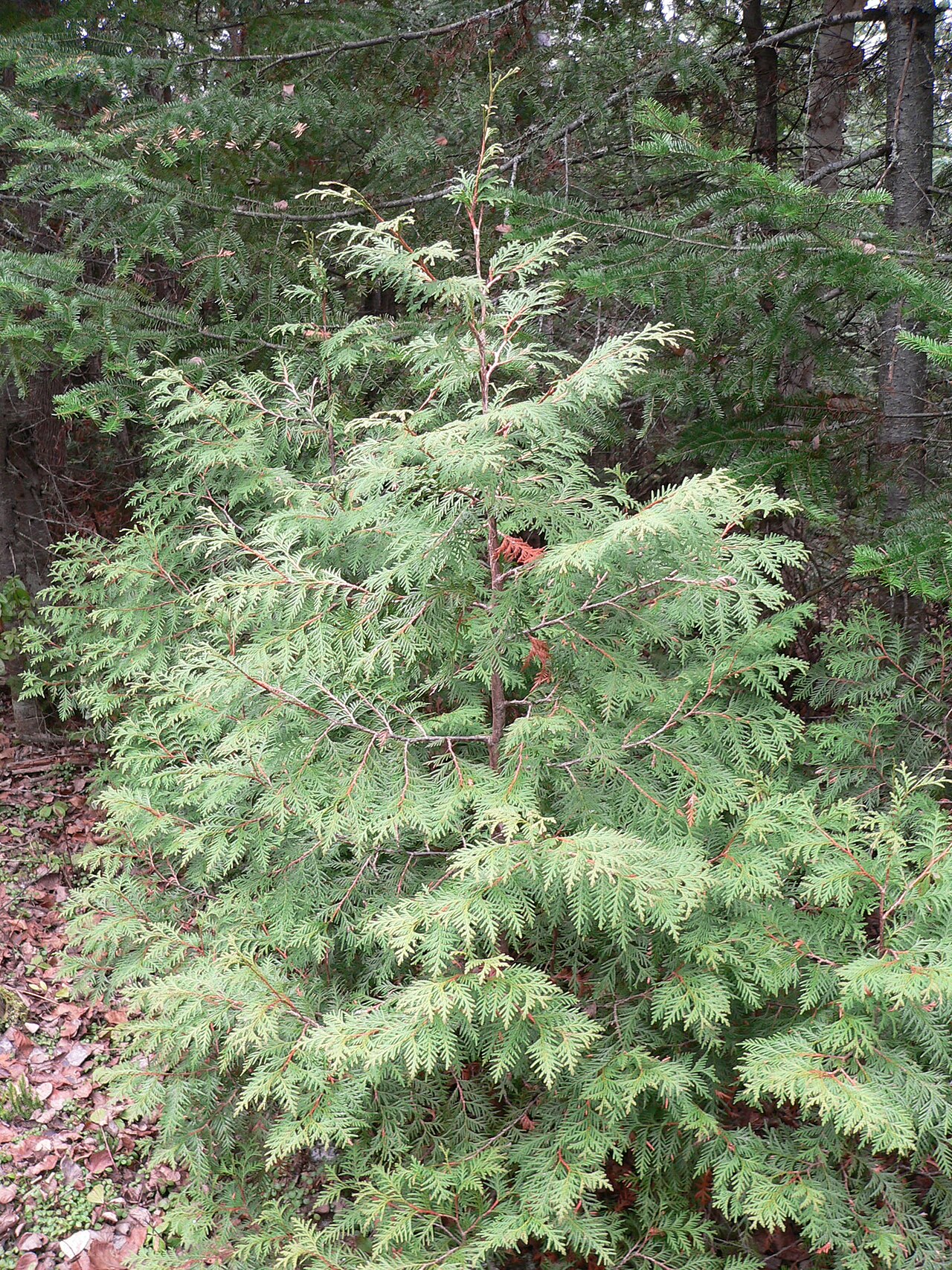Thuja occidentalis, American arborvitae — upright evergreen (Cupressaceae) (image 5 of 10)