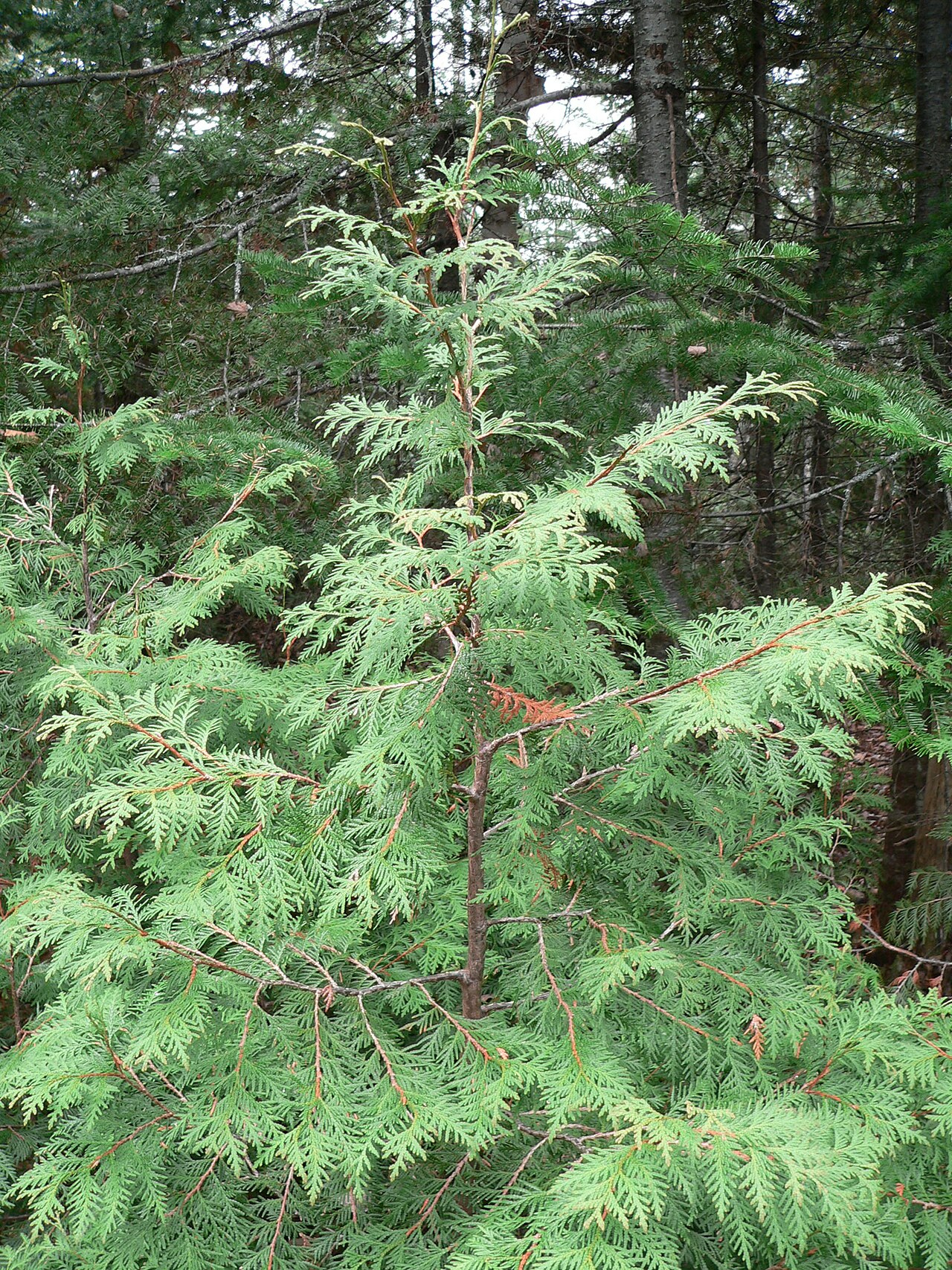 Thuja occidentalis, American arborvitae — upright evergreen (Cupressaceae) (image 6 of 10)
