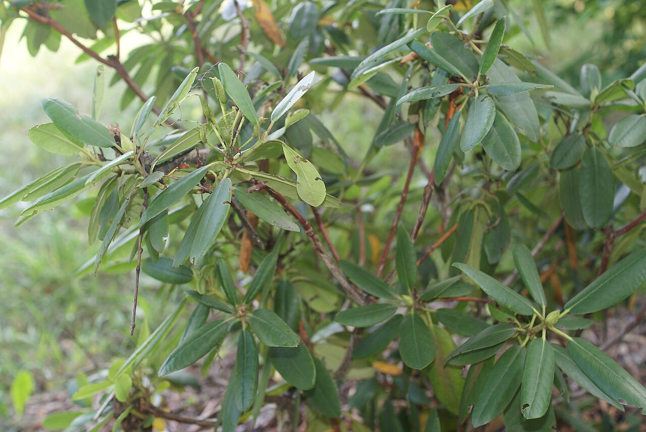 Rhododendron catawbiense, Catawba rhododendron — mounding evergreen (Ericaceae) (image 4 of 10)