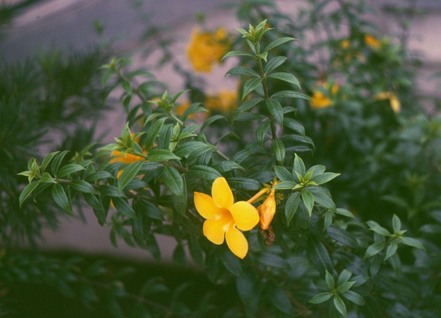 Allamanda cathartica (Allamanda Vine) (alternate view 6)