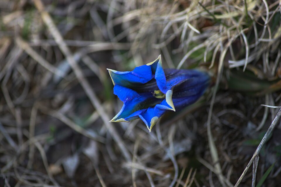 Gentiana (Gentians) (alternate view 5)