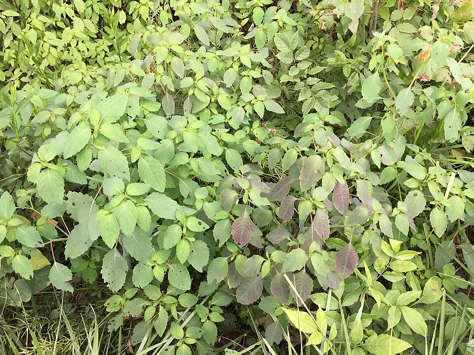 Impatiens capensis (spotted jewelweed) (alternate view 10)