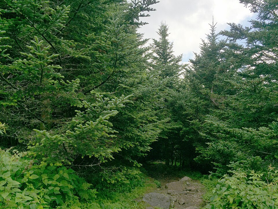 Abies fraseri (Fraser Fir) (alternate view 6)