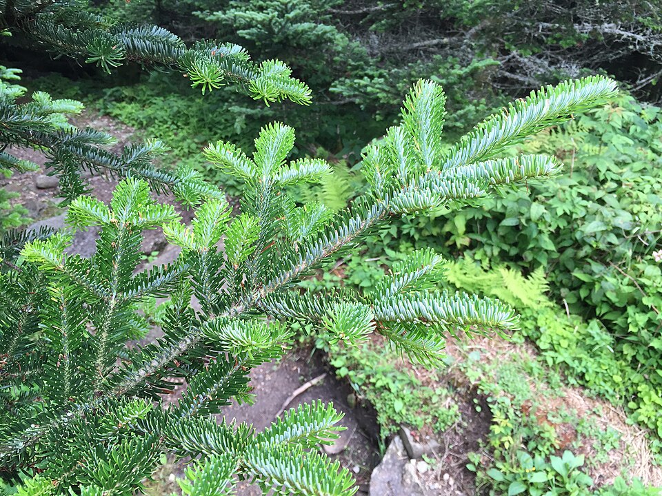Abies fraseri (Fraser Fir) (alternate view 7)