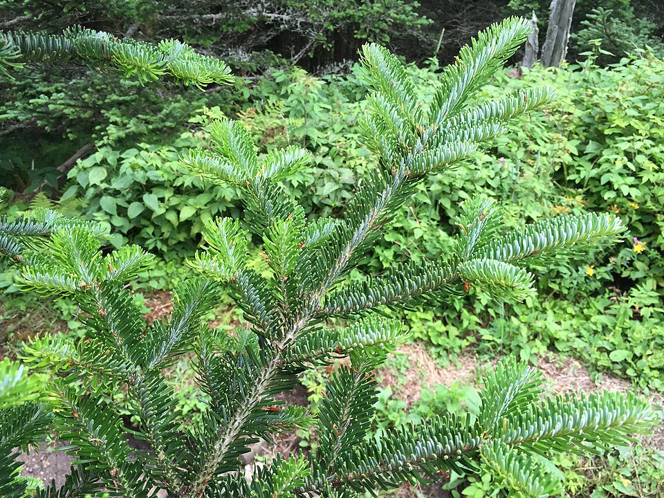 Abies fraseri (Fraser Fir) (alternate view 8)