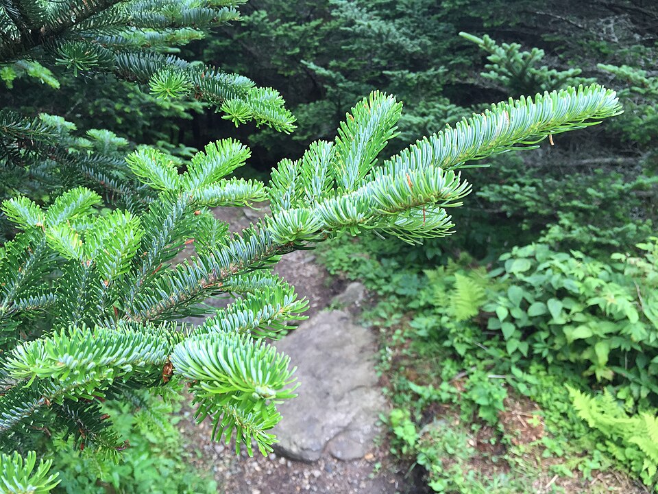 Abies fraseri (Fraser Fir) (alternate view 9)