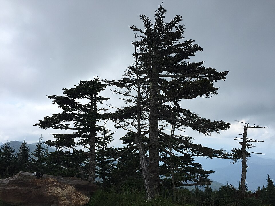 Abies fraseri (Fraser Fir) (alternate view 10)