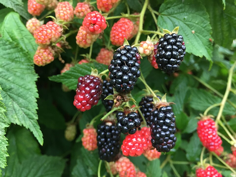 Rubus allegheniensis (Allegheny blackberry)