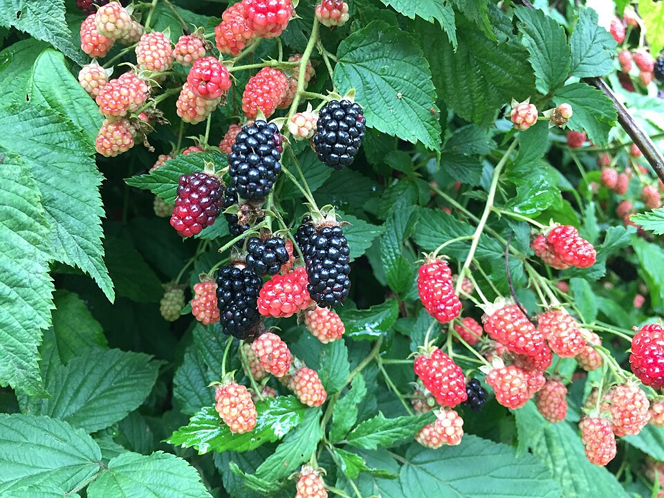 Rubus allegheniensis (Allegheny blackberry)
