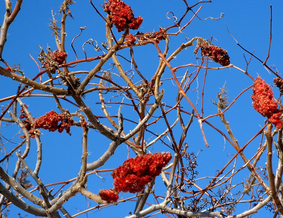 Rhus (sumacs) (alternate view 2)