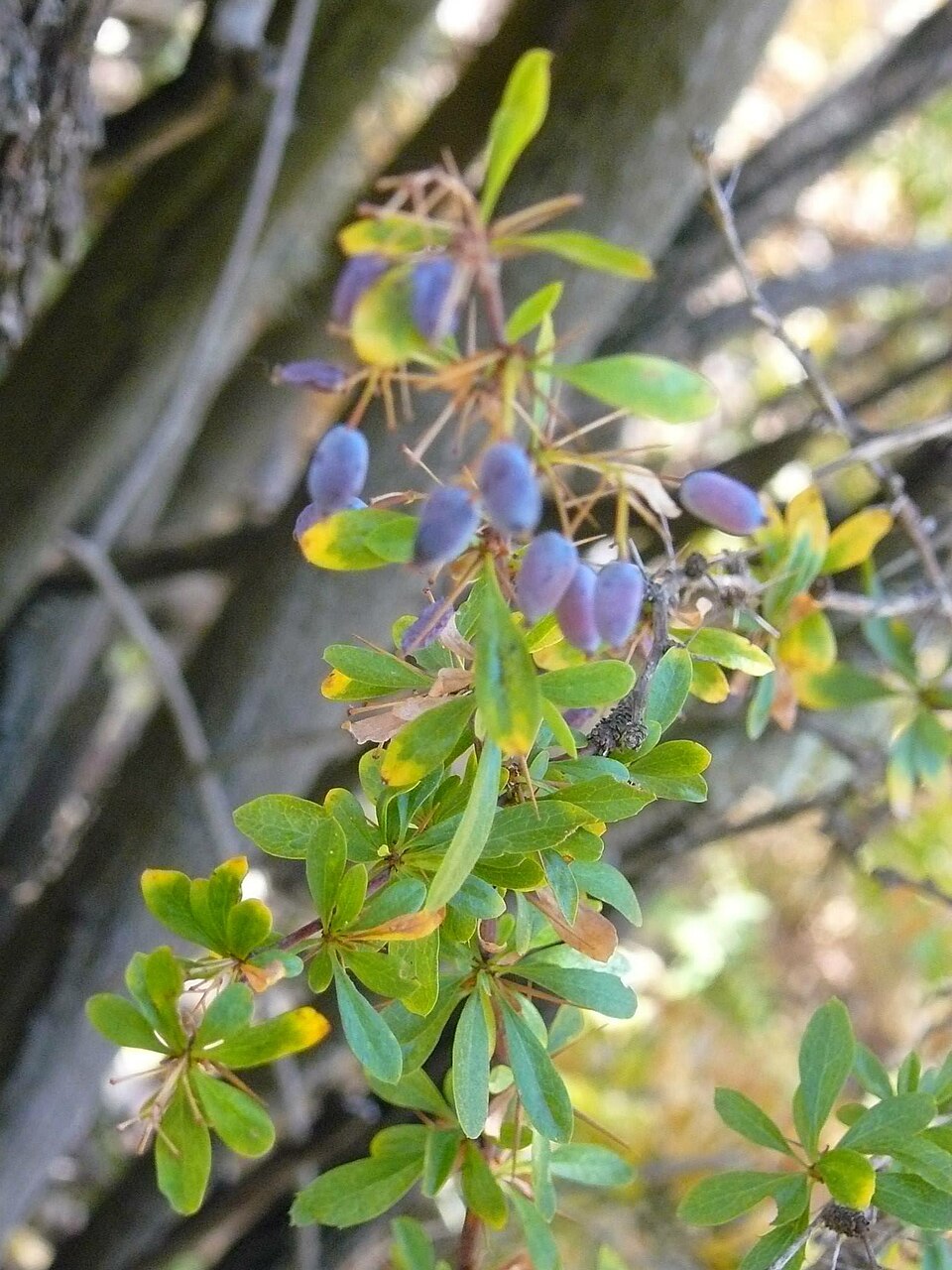 Berberis (Barberries) (alternate view 5)