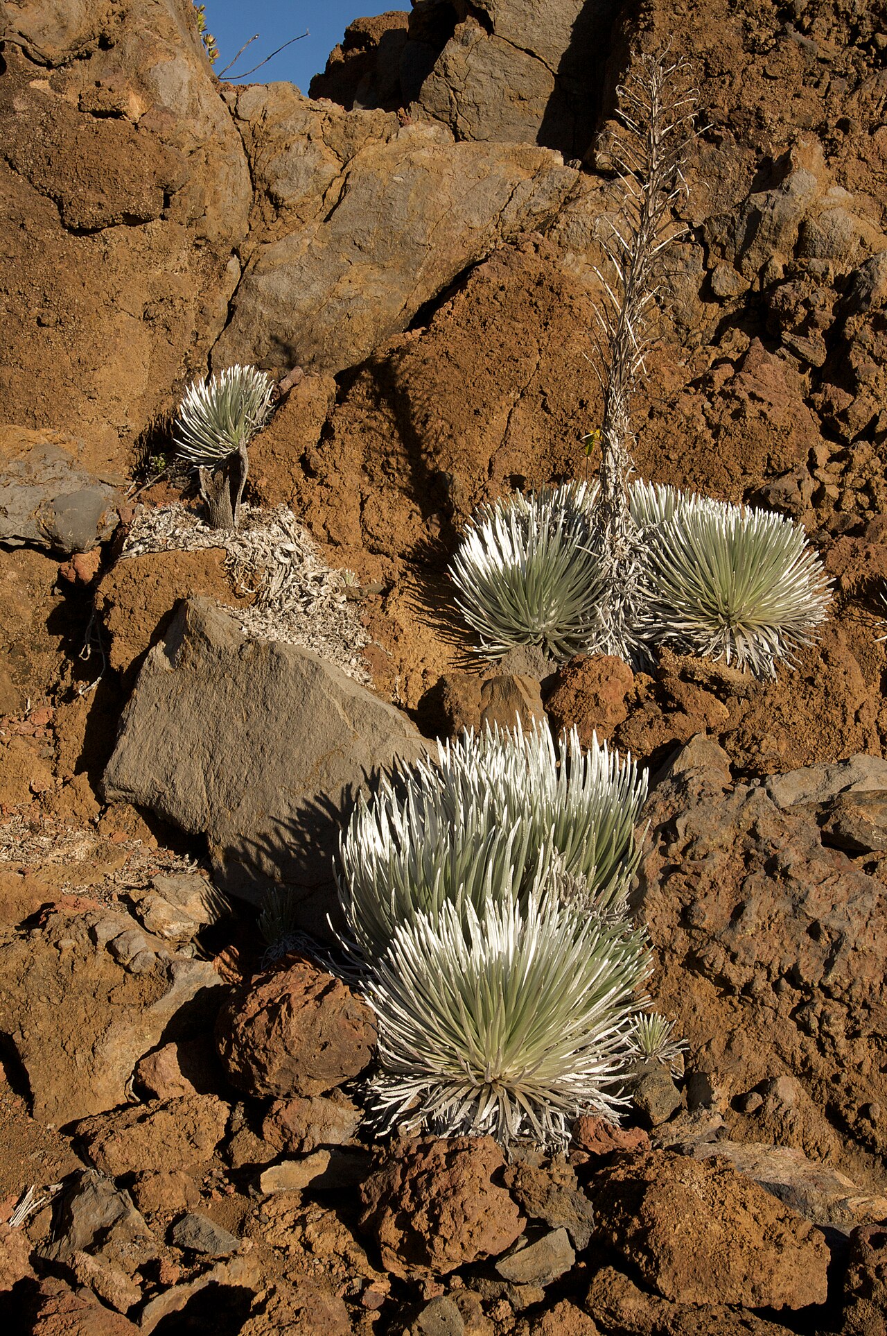 Argyroxiphium sandwicense, Silversword — mounding evergreen (Asteraceae) (image 4 of 9)
