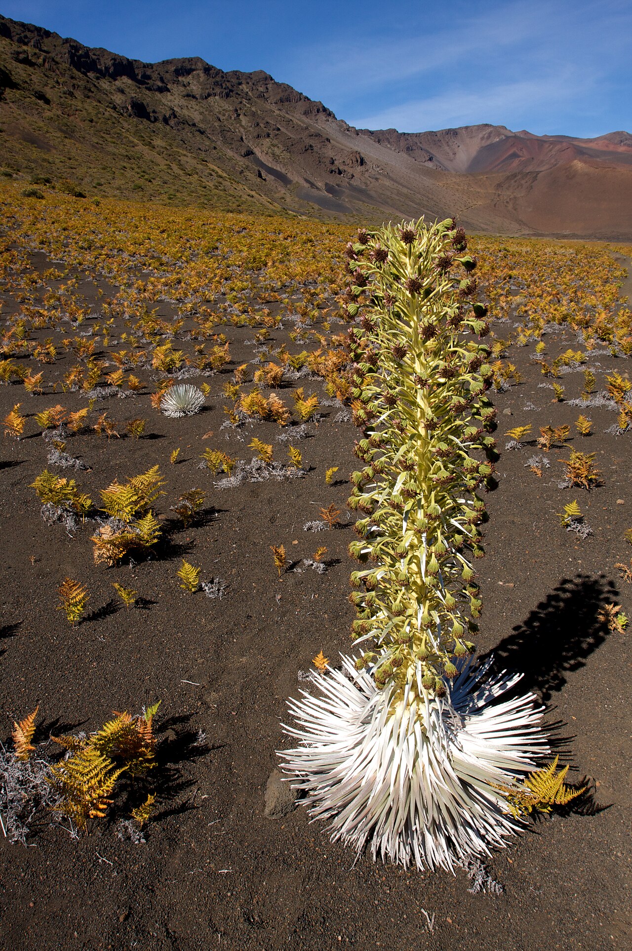 Argyroxiphium sandwicense, Silversword — mounding evergreen (Asteraceae) (image 5 of 9)