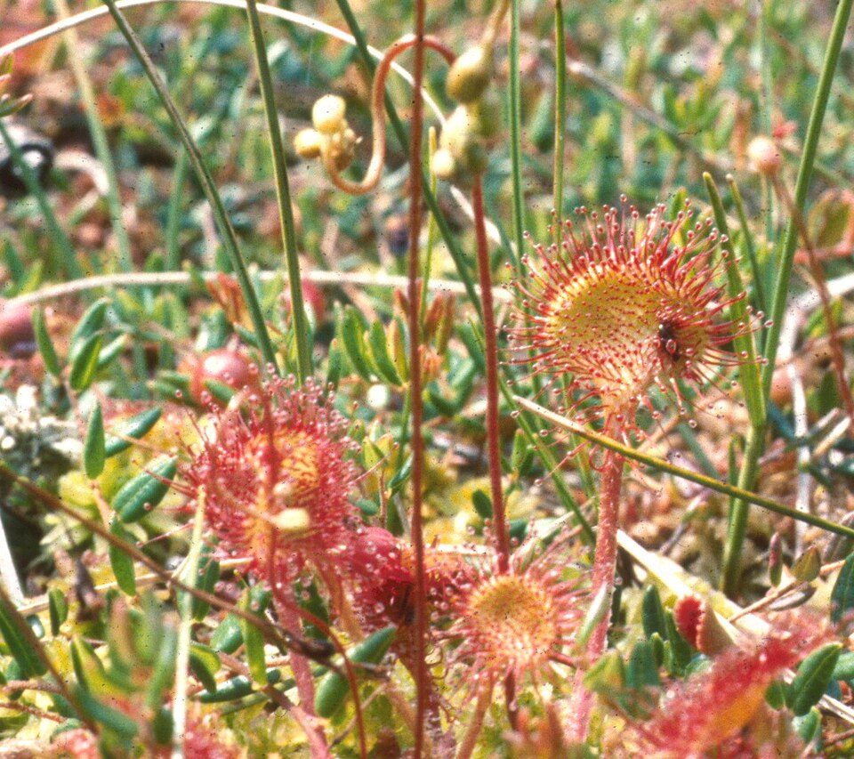Drosera rotundifolia (round-leaved sundew)