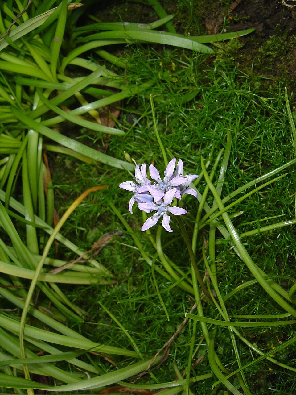 Scilla verna (Spring Squill)