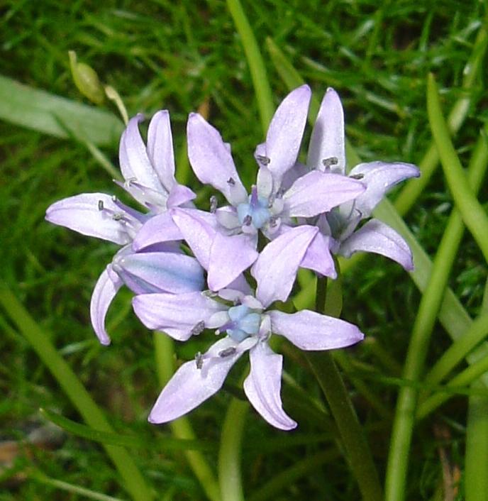 Scilla verna (Spring Squill)